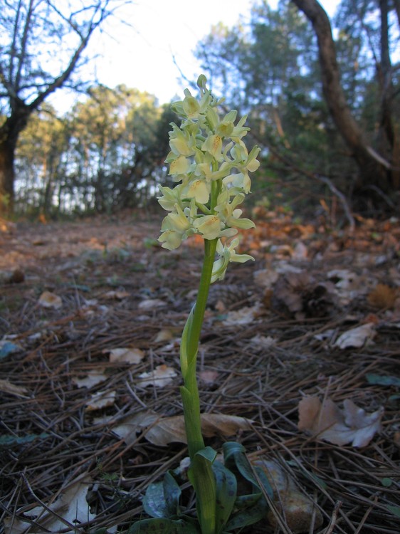 Orchis provincialis